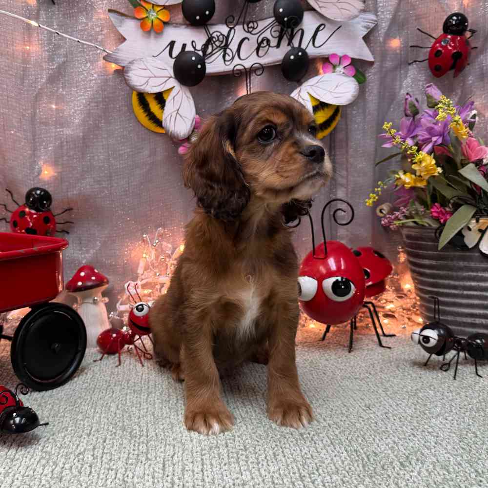 carousel pet images