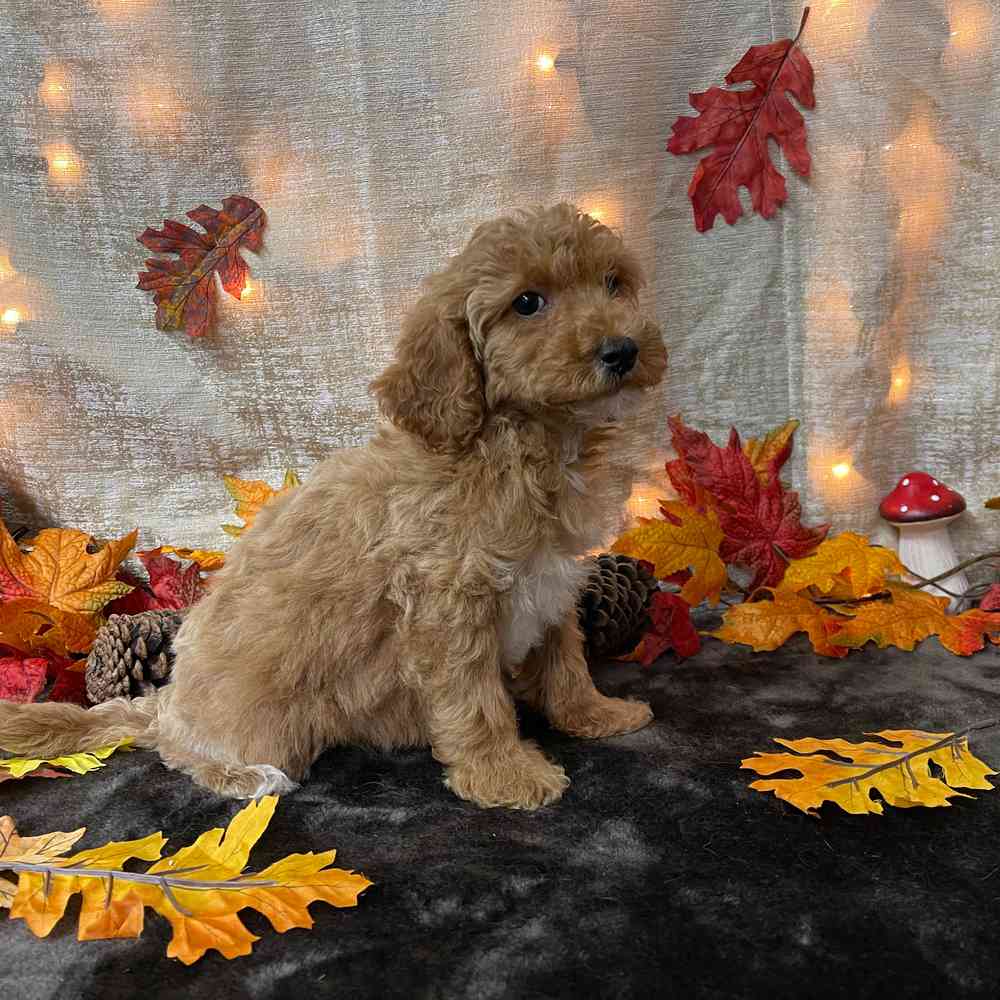 carousel pet images