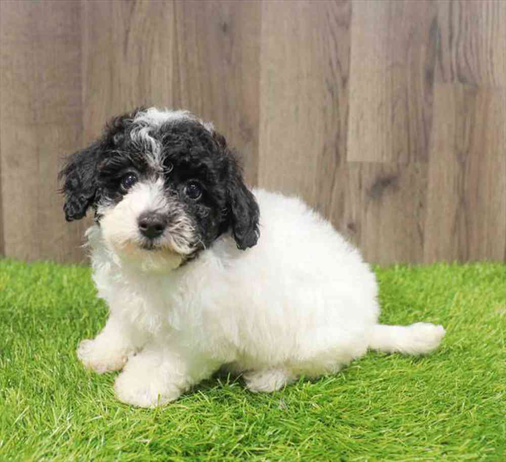 Image of a pet breed in the gallery