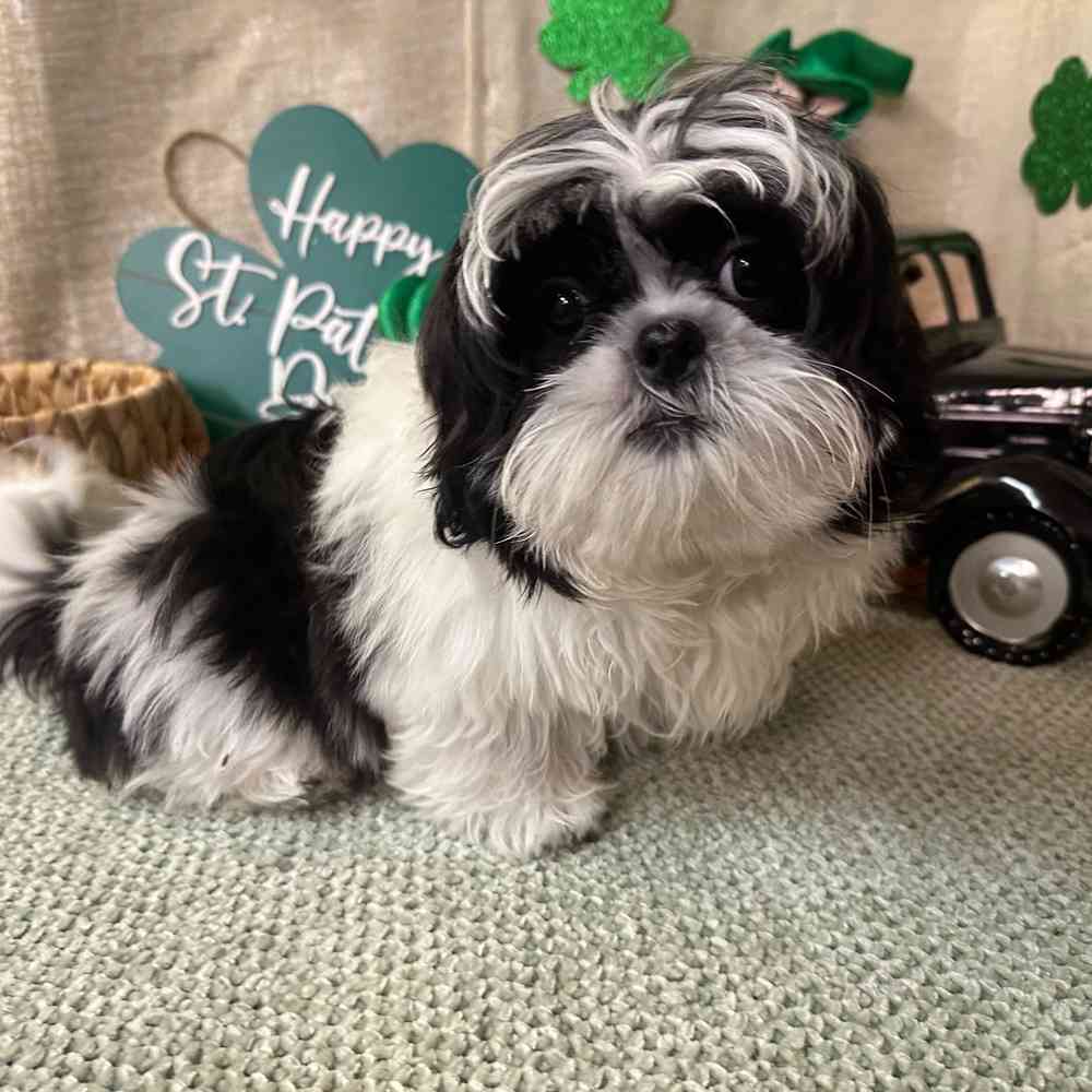 carousel pet images