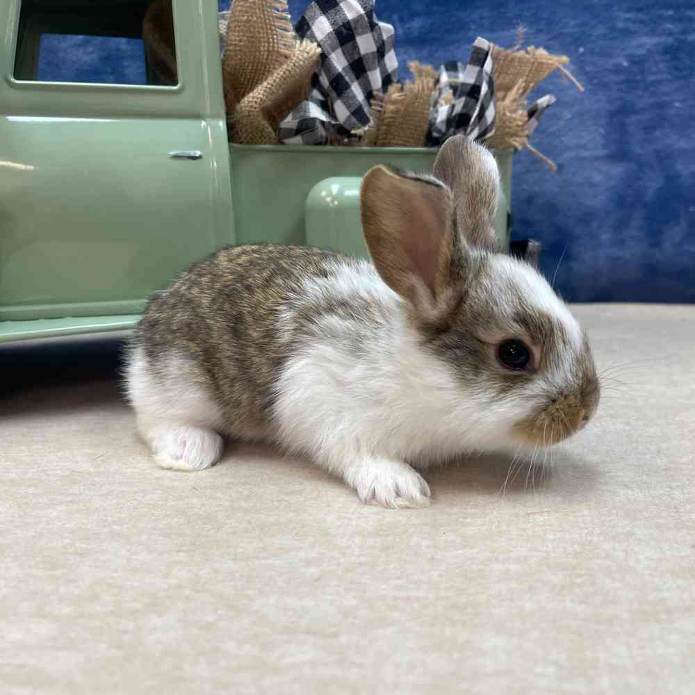 carousel pet images