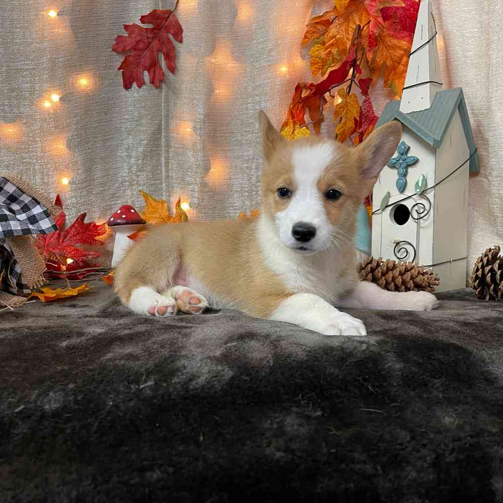 carousel pet images