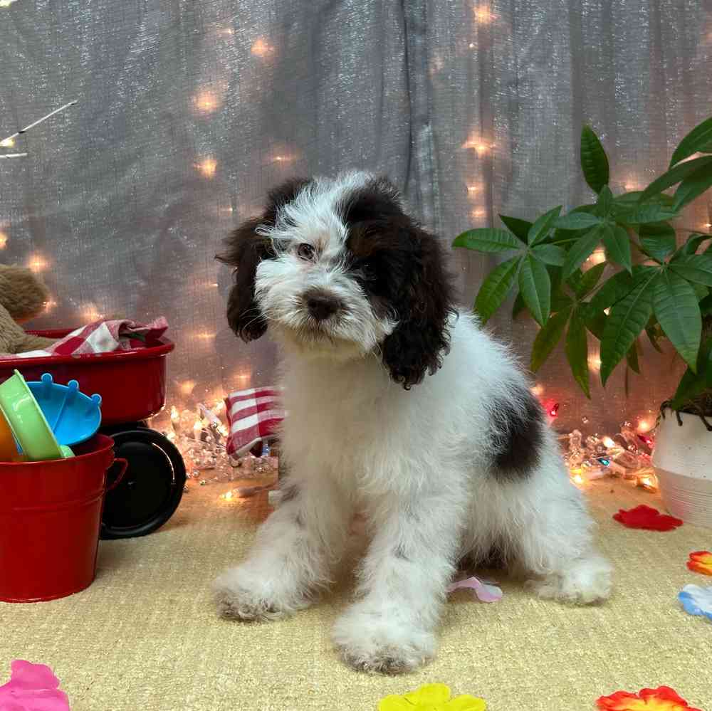 carousel pet images