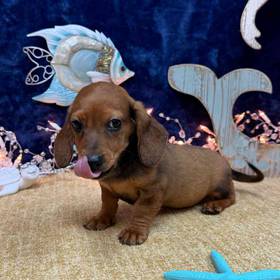 Dachshund