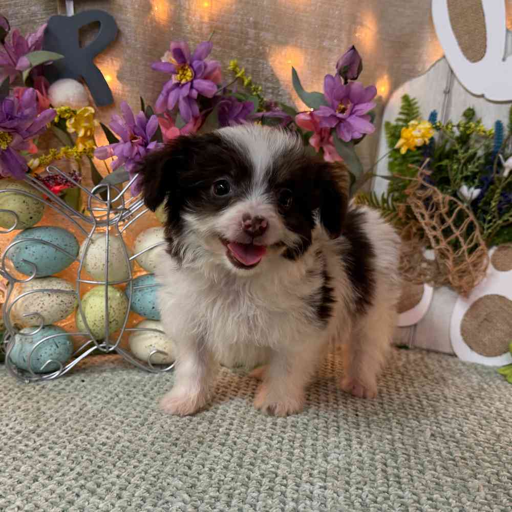 carousel pet images