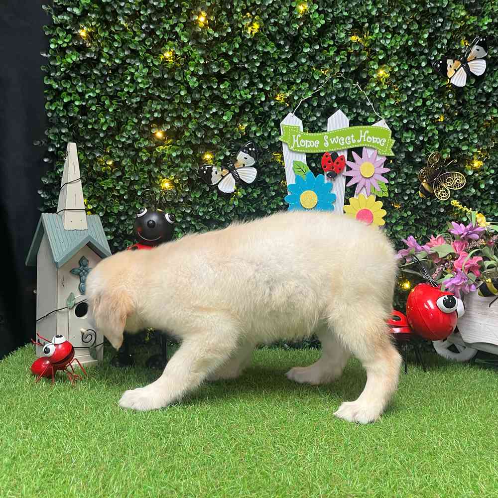 carousel pet images