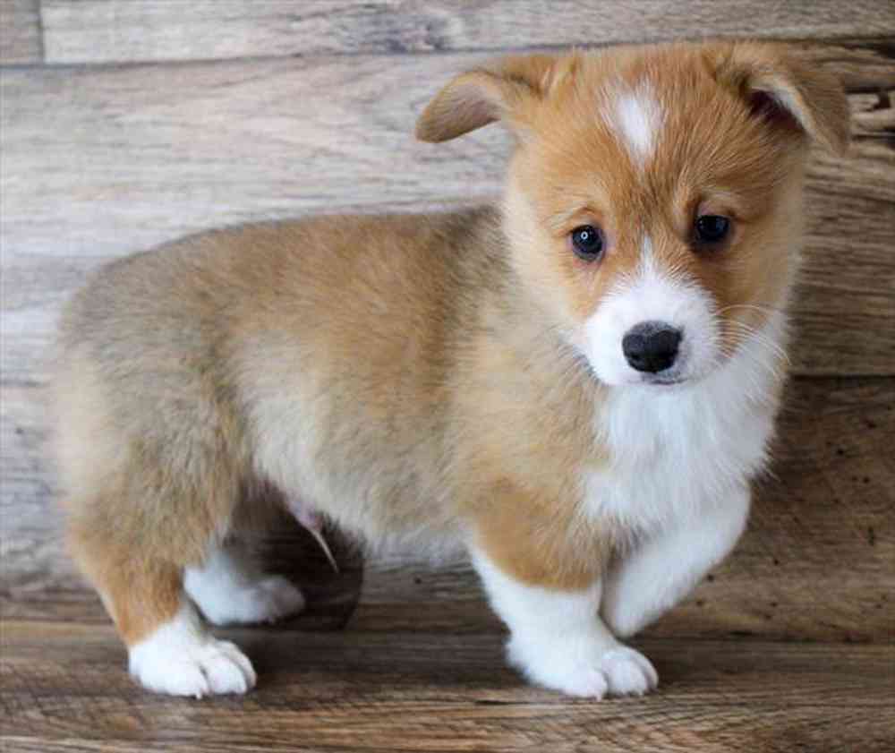 carousel pet images
