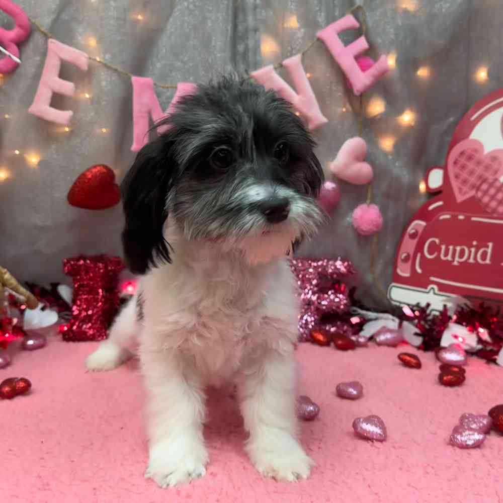 carousel pet images