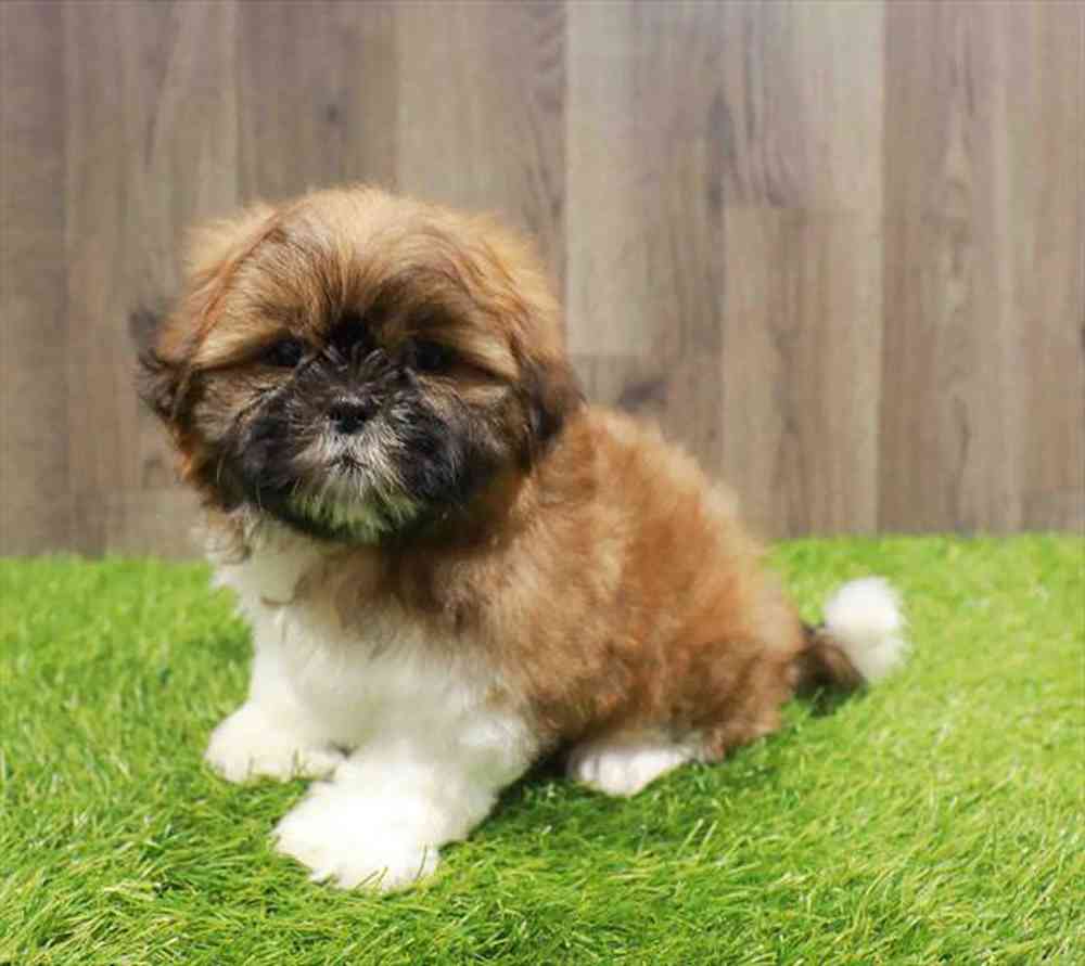 Image of a pet breed in the gallery