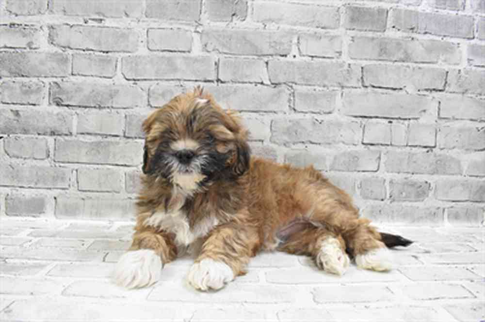 carousel pet images