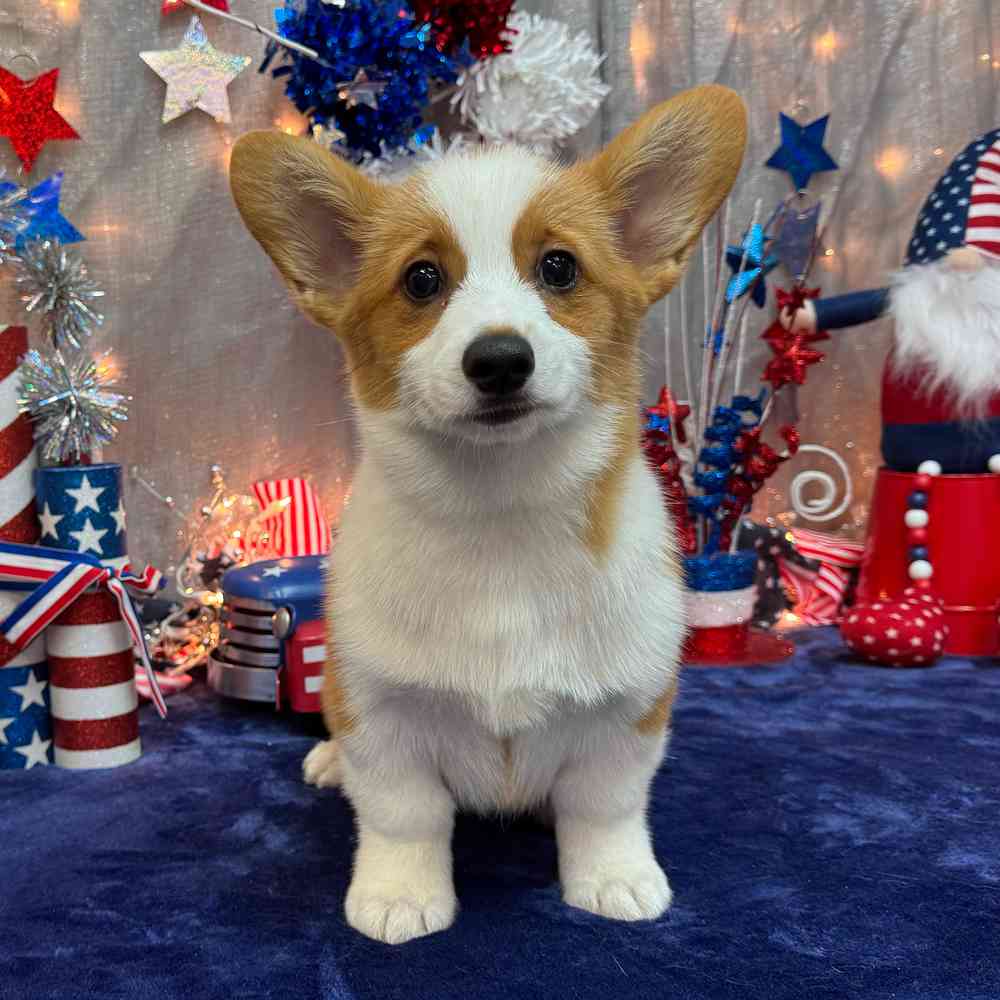 carousel pet images