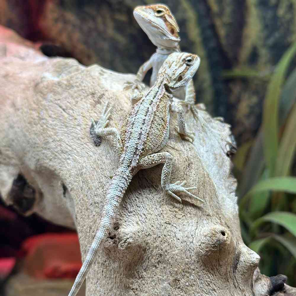 Image of a pet breed in the gallery