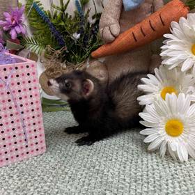 Ferret
