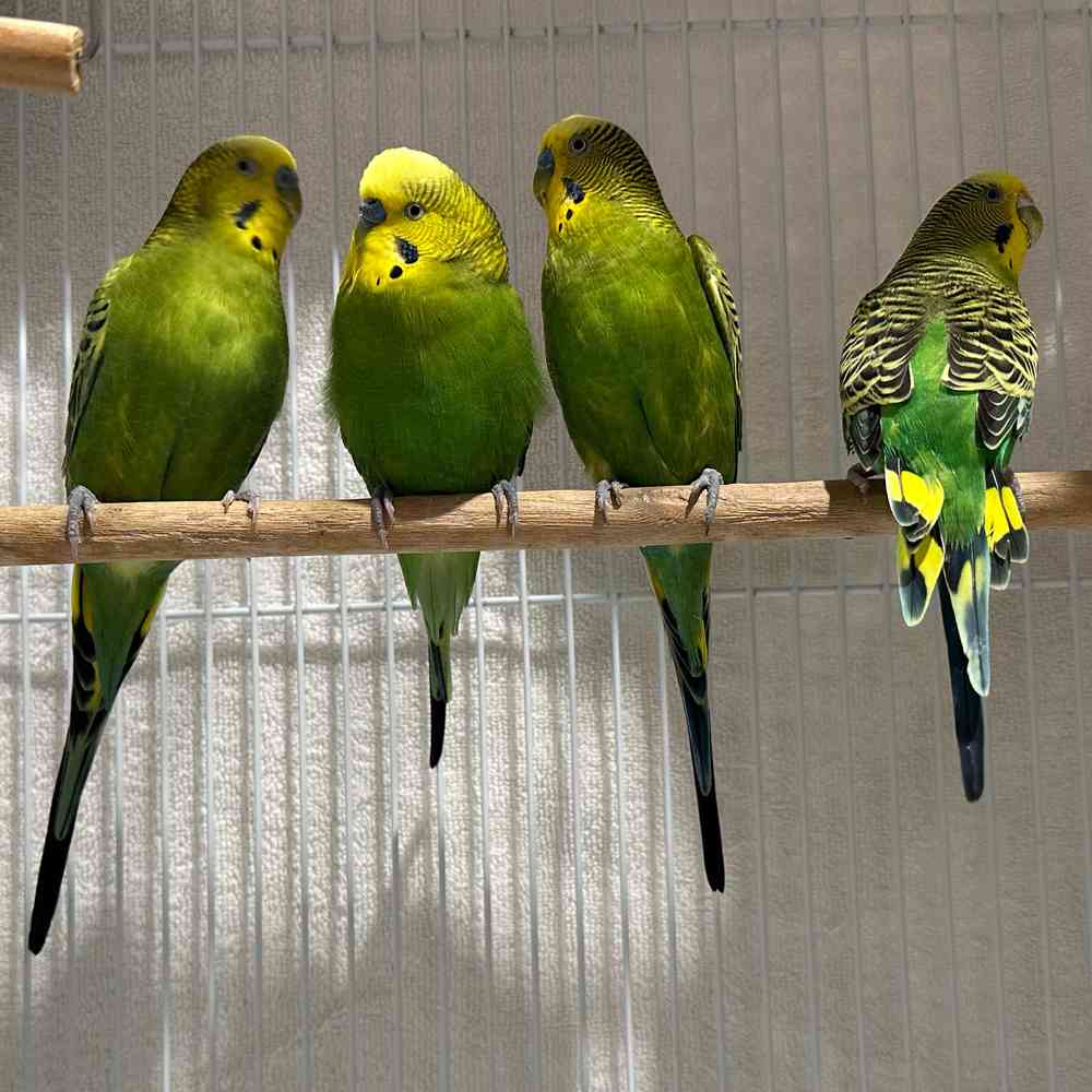 carousel pet images