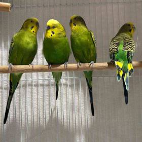 Parakeet