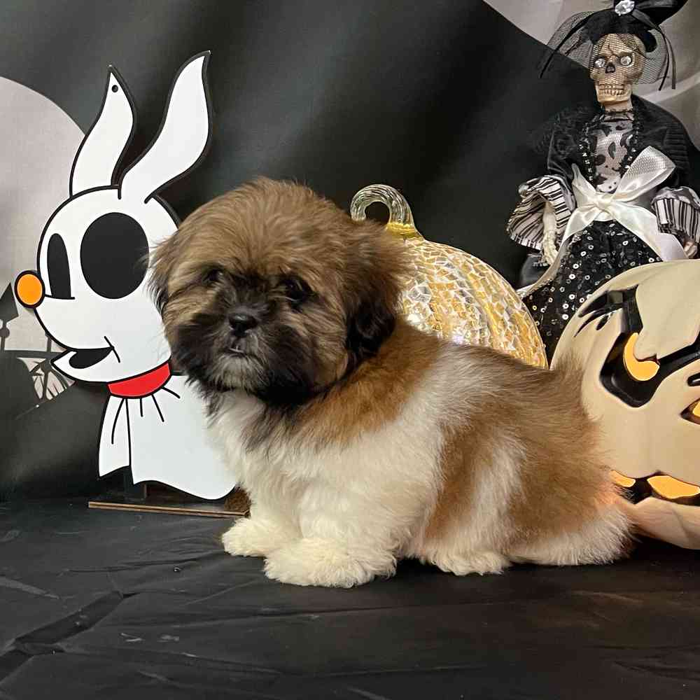 carousel pet images