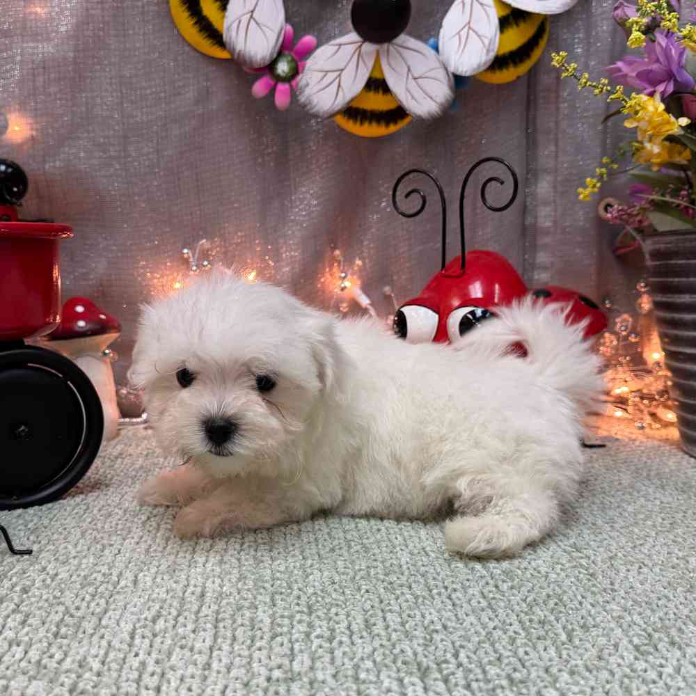 carousel pet images