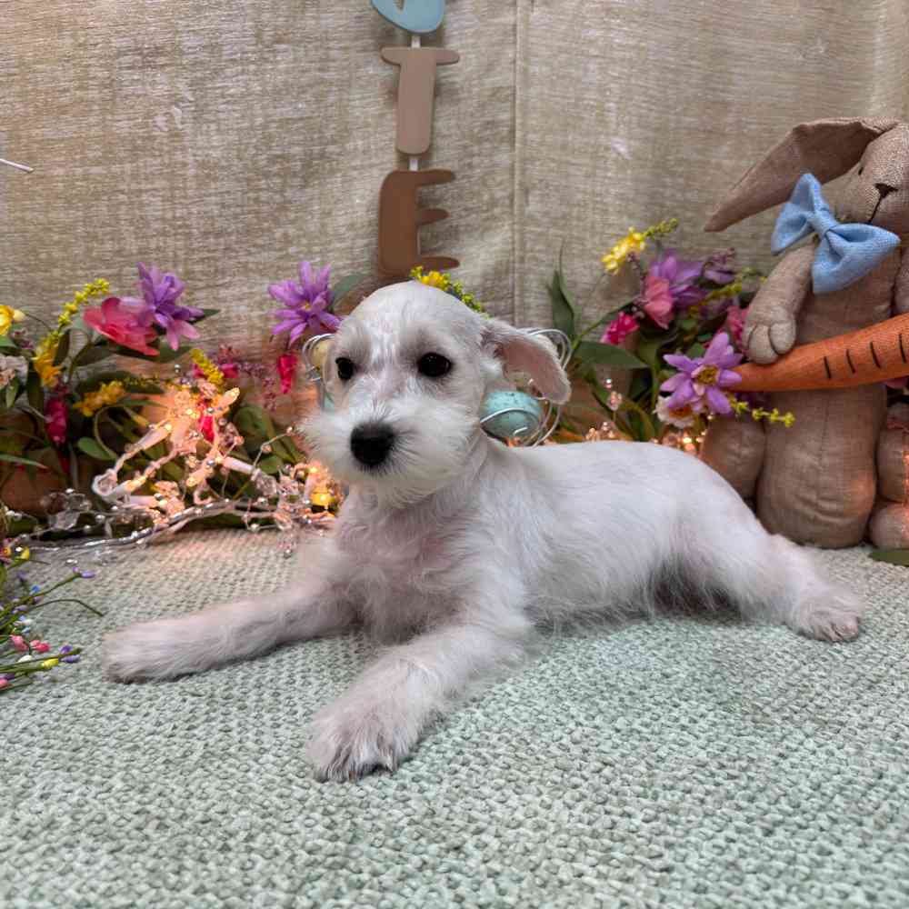 carousel pet images