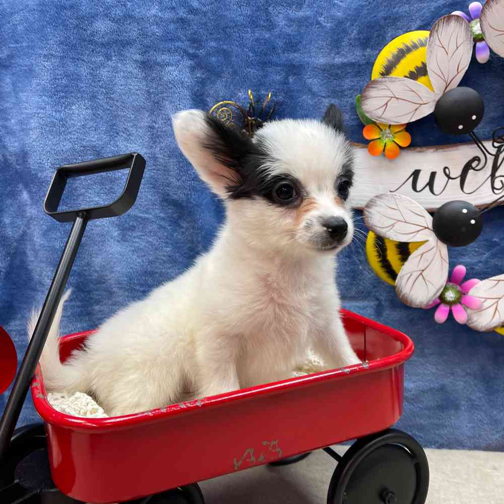 carousel pet images