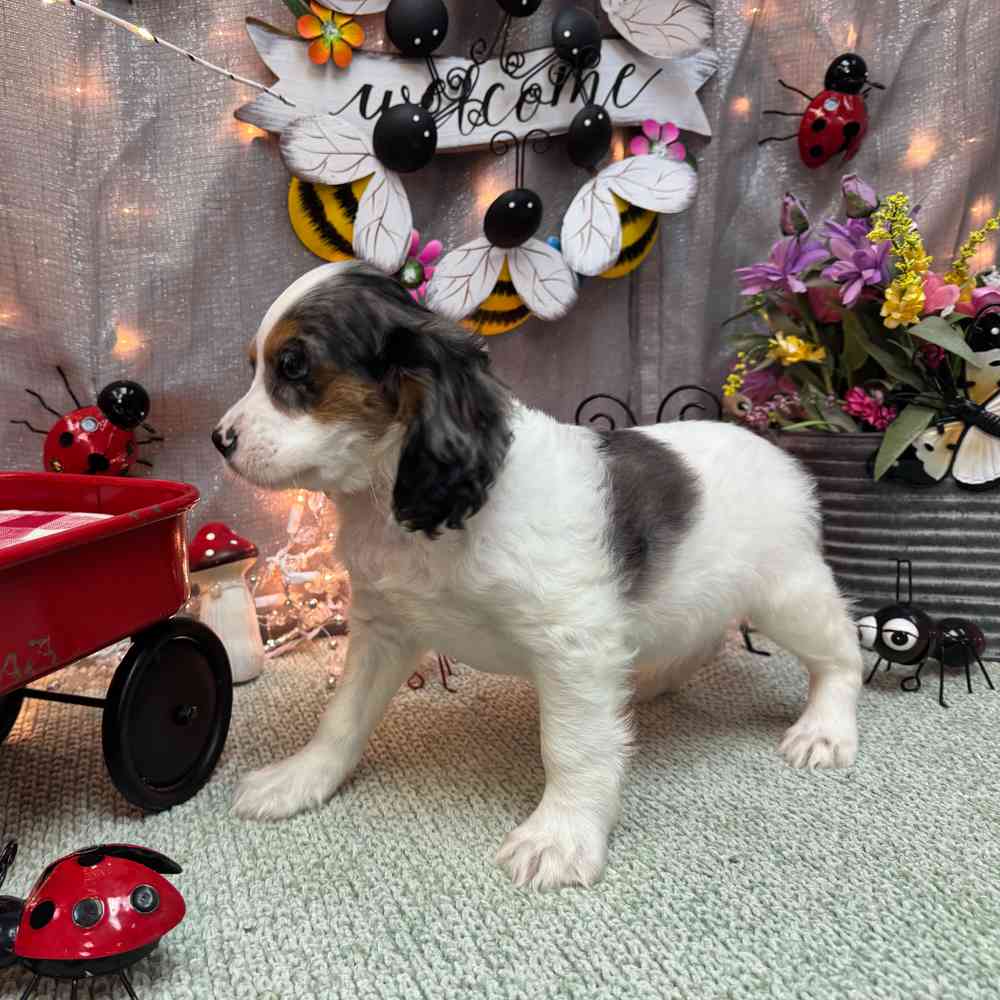 carousel pet images