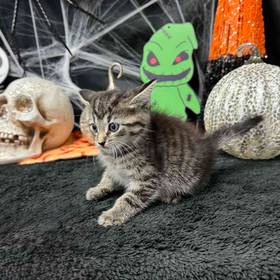 Domestic Kitten