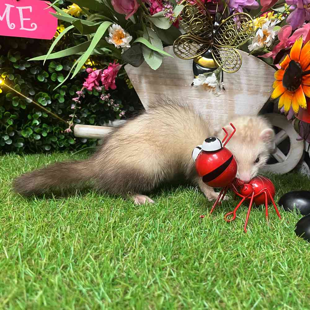 carousel pet images