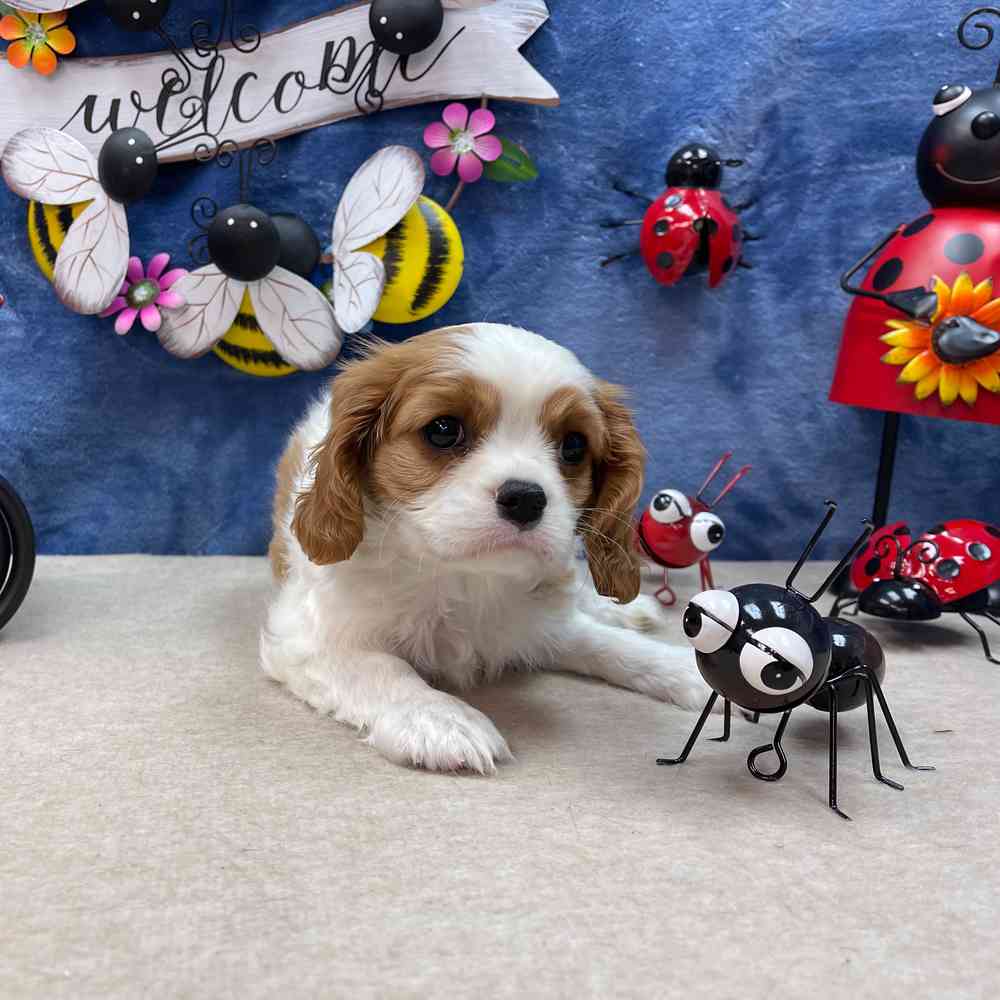carousel pet images