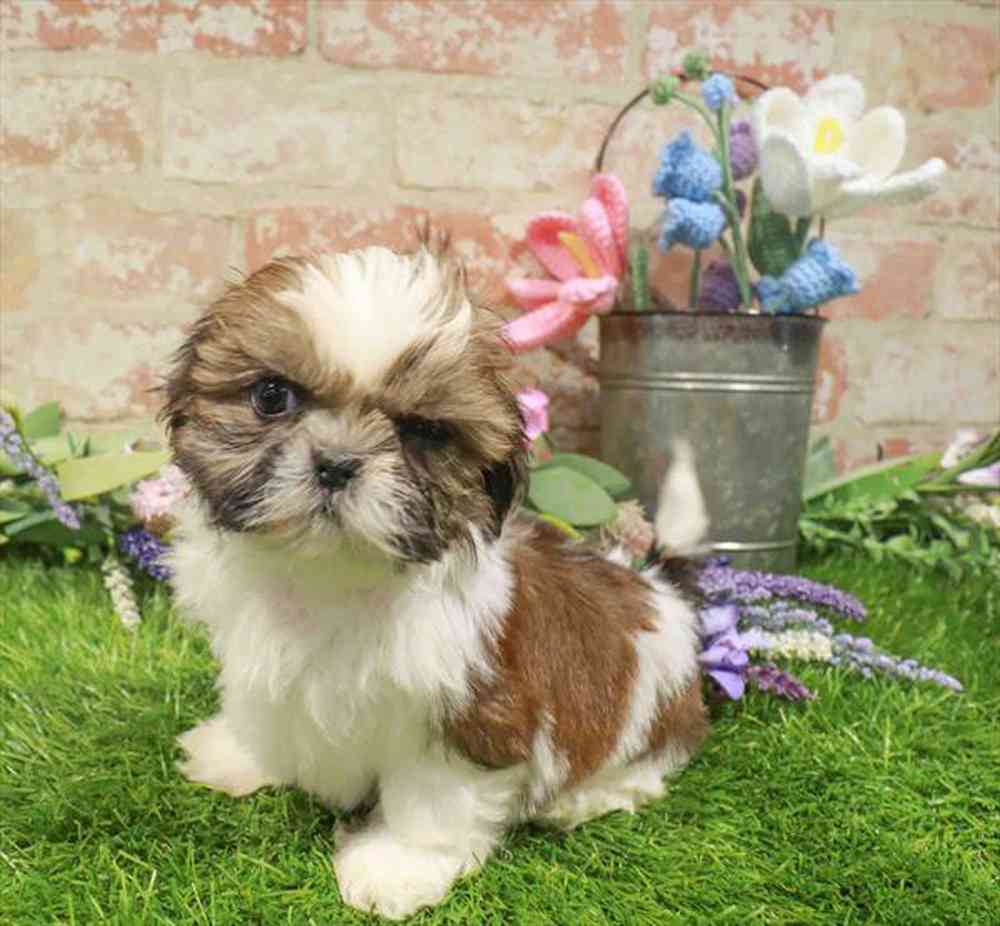 carousel pet images
