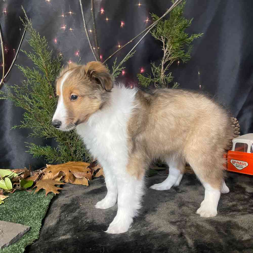carousel pet images