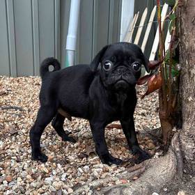 Pug