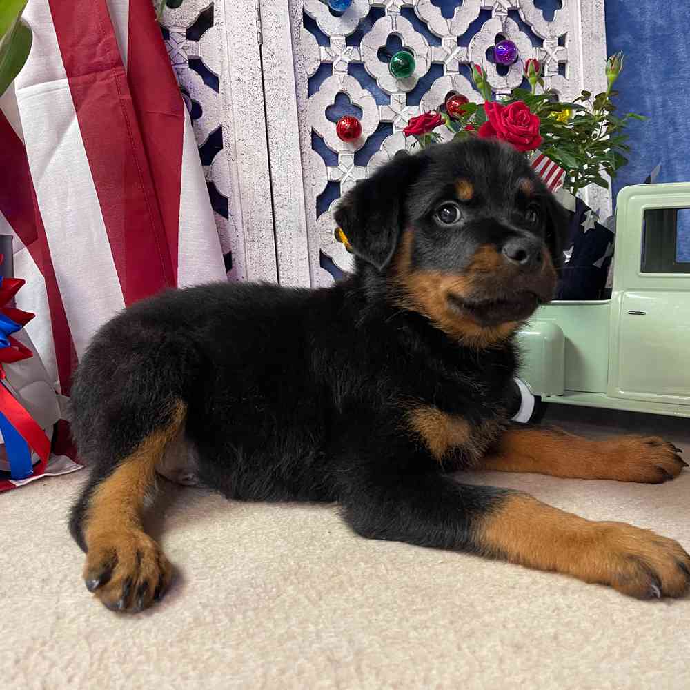 carousel pet images