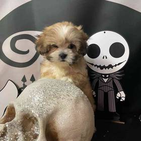Lhasa Apso