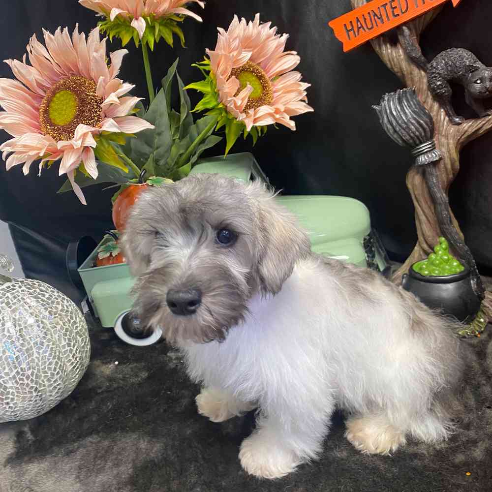 carousel pet images