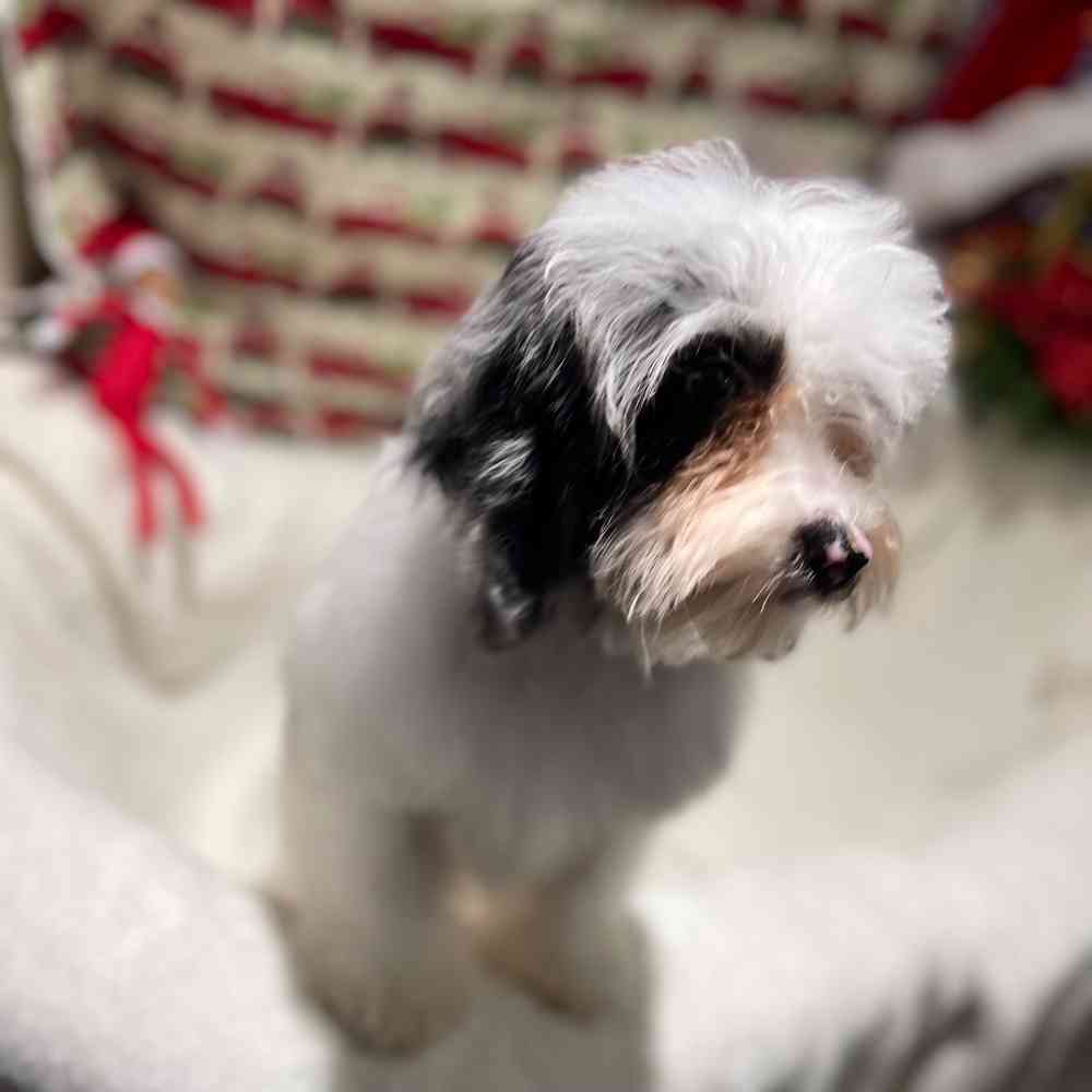 carousel pet images