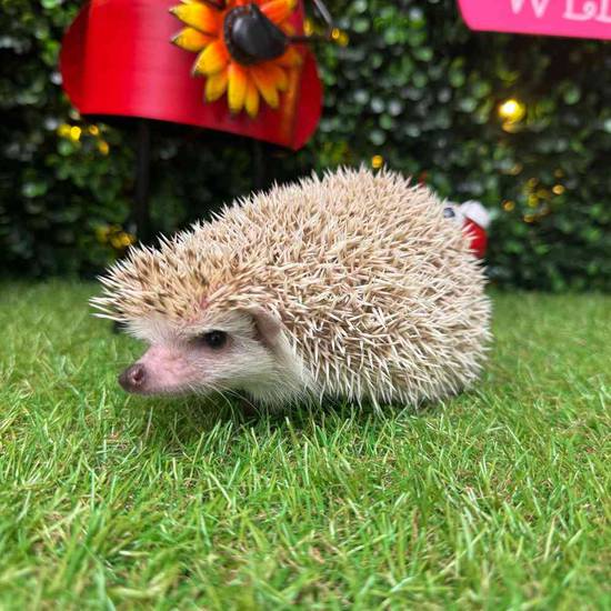 Hedgehog