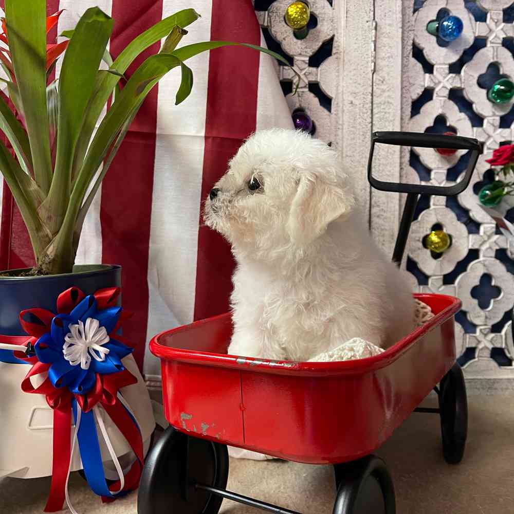 carousel pet images