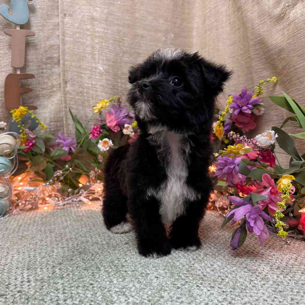 carousel pet images