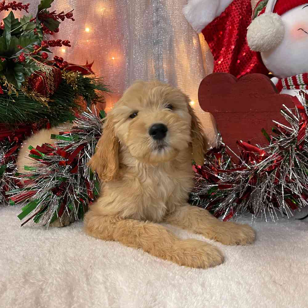 carousel pet images