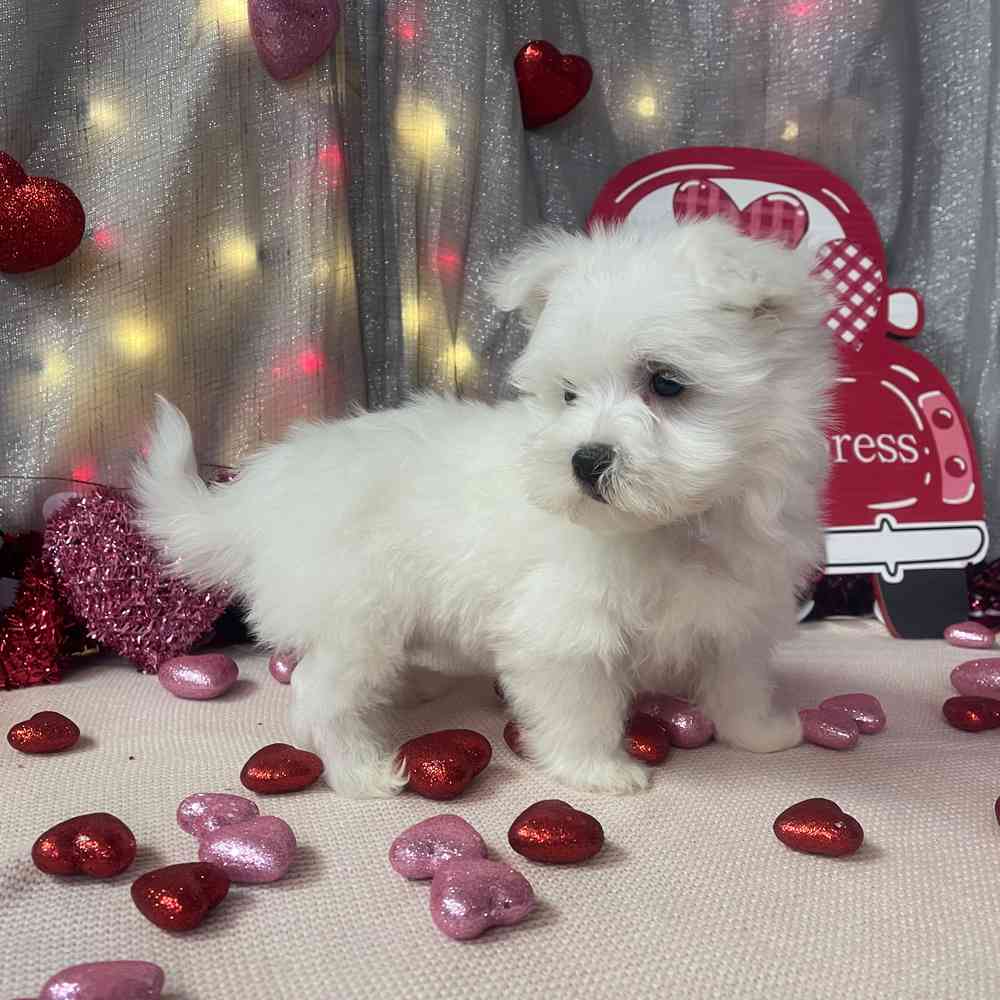 carousel pet images