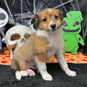 Shetland Sheepdog