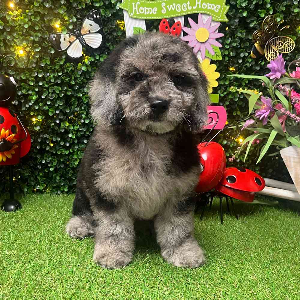 carousel pet images