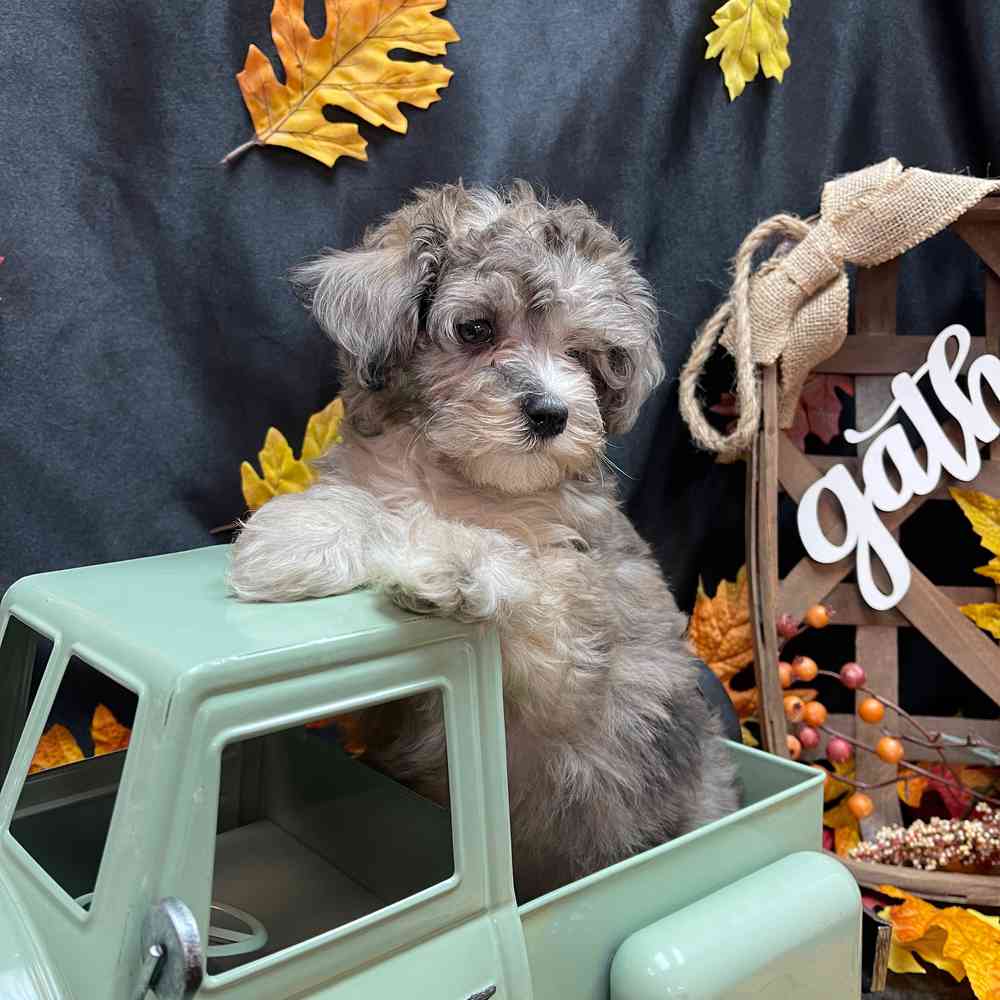 carousel pet images