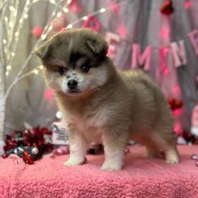 Pomsky