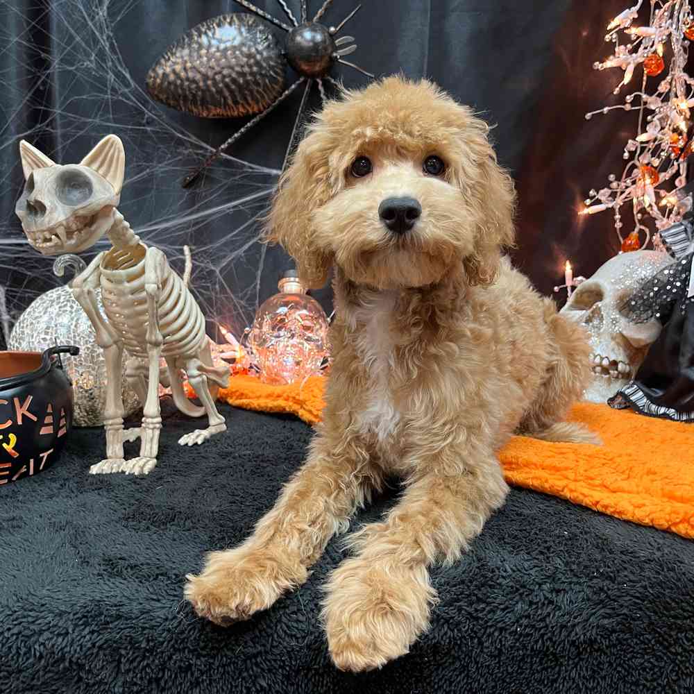 carousel pet images