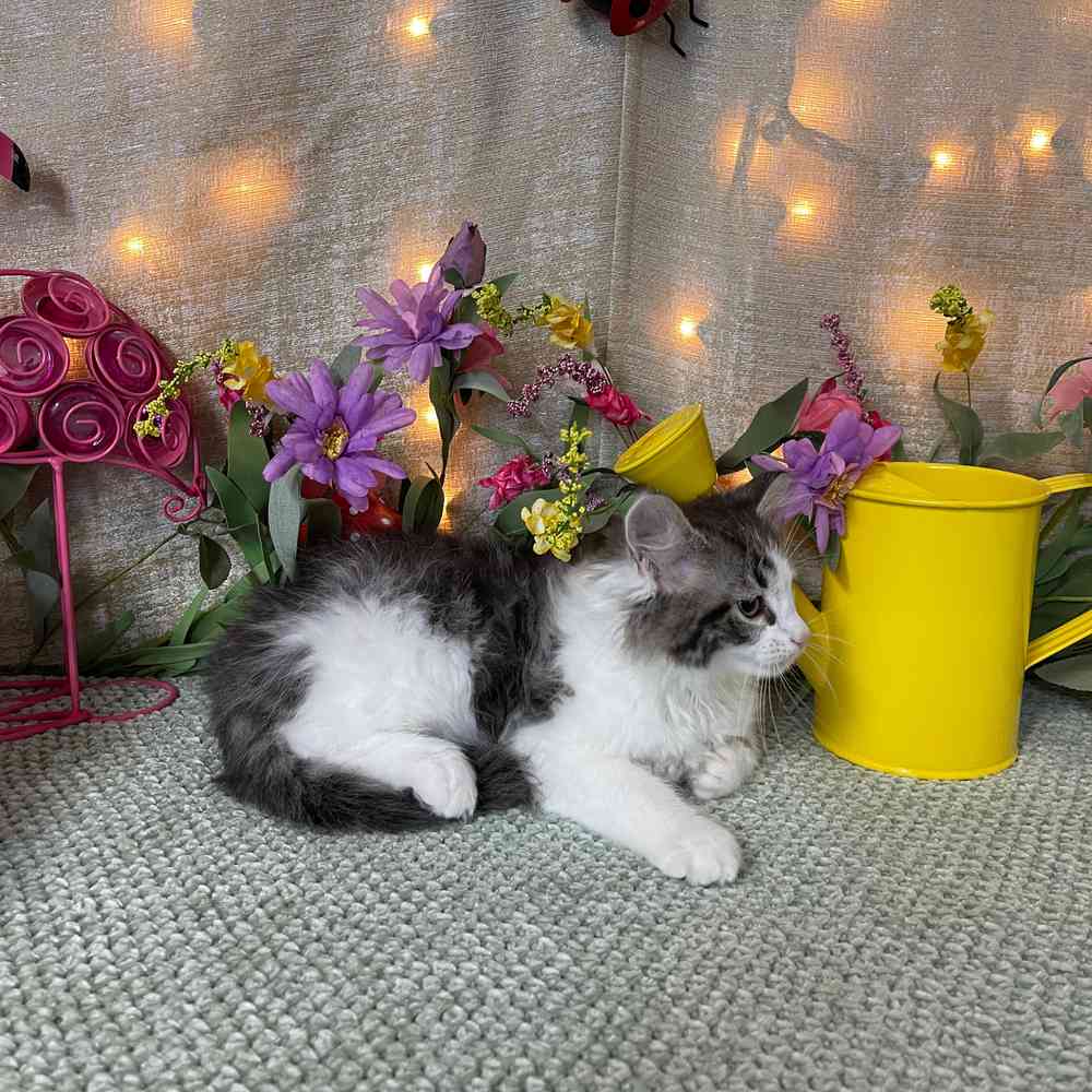 carousel pet images