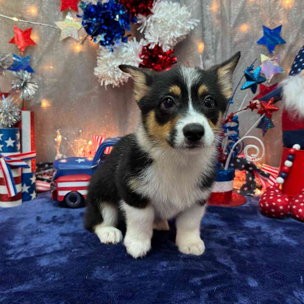 carousel pet images