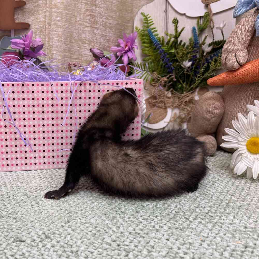 carousel pet images