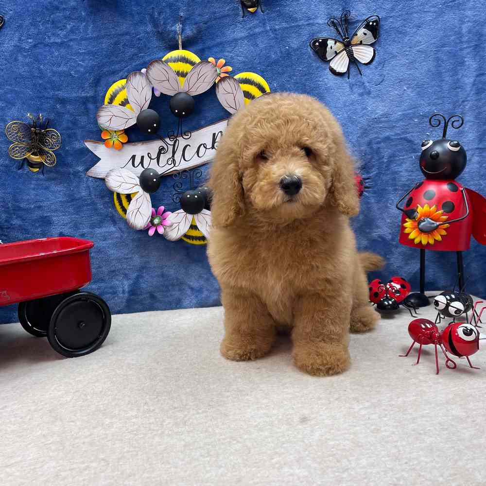 carousel pet images