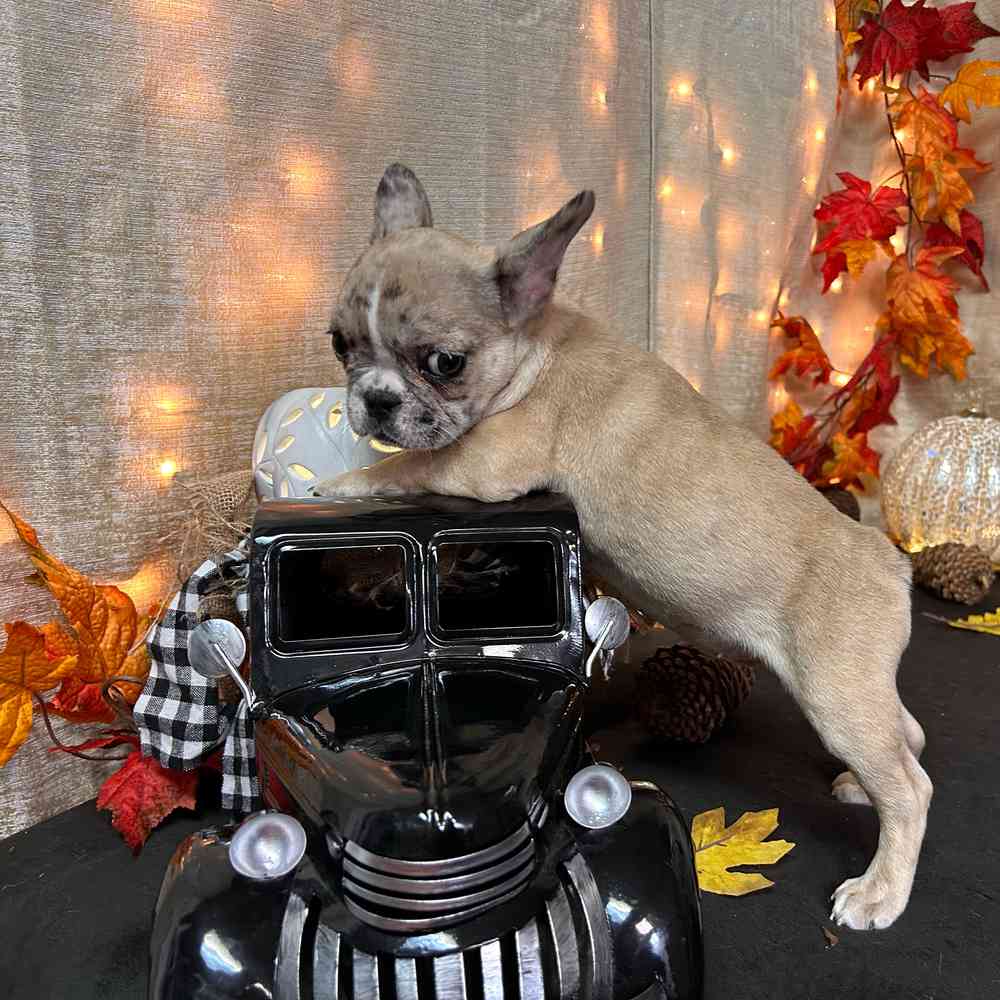 carousel pet images