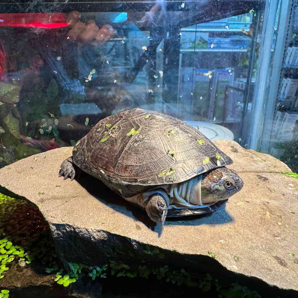 Image of a pet breed in the gallery